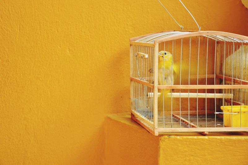 Bird in cage by yellow wall