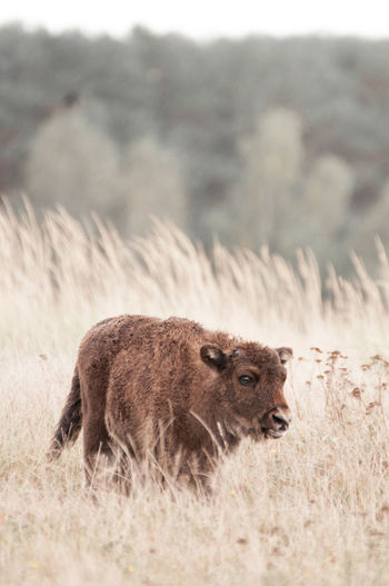 View of bison cub