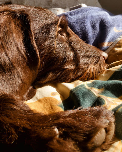 Close-up of dog sleeping