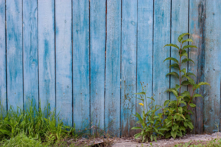 Plants growing on old wooden wall