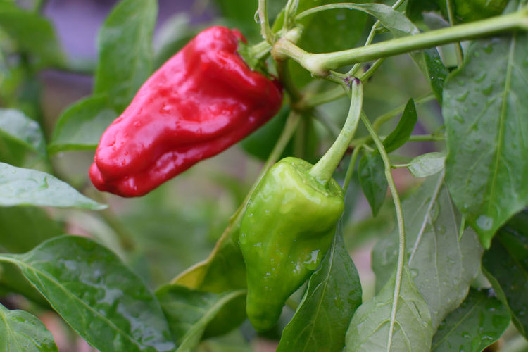 Close-up of red chili peppers on plant