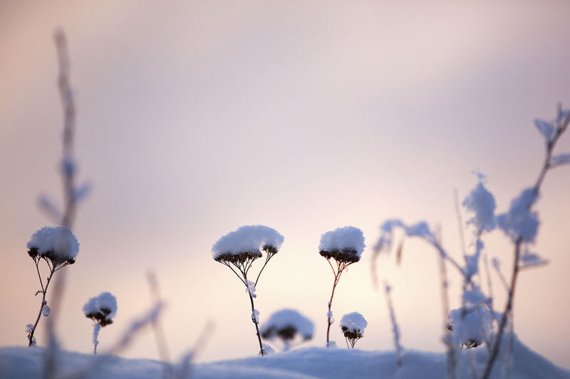 Close-up of flowering plants against sky during winter