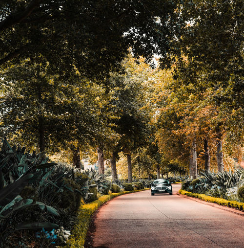 Cars on road amidst trees in city