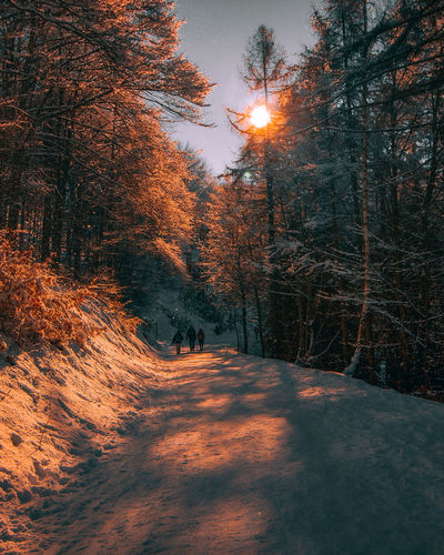 Snow covered street amidst trees in forest during winter
