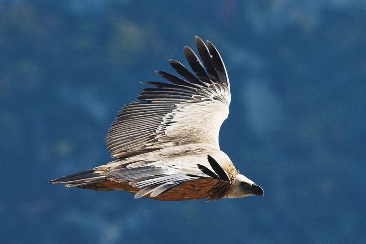 Low angle view of a vulture flying