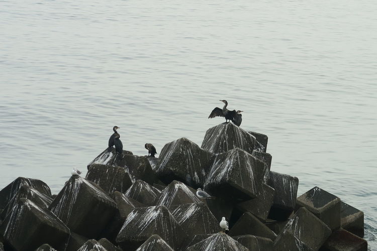 High angle view of birds on rock by sea