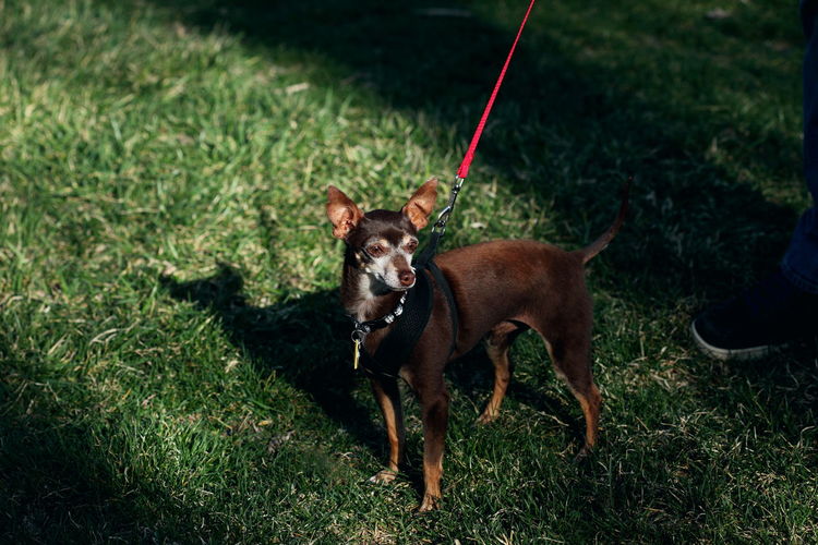 Chihuahua on grass