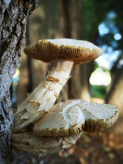 Close-up of mushrooms growing on tree at forest