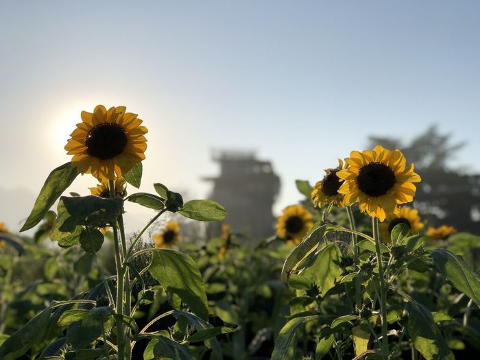 Close-up of sunflower on field against sky