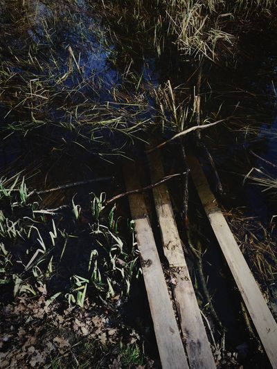 Plants in pond at night