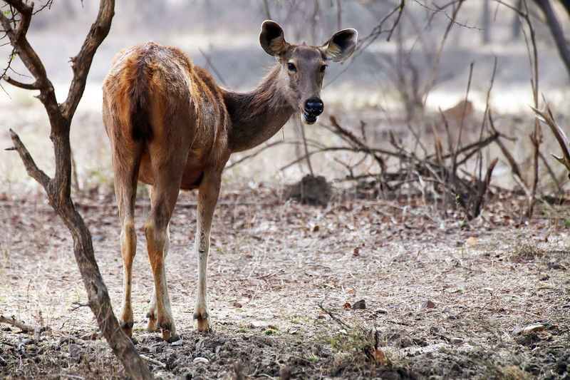 Portrait of deer standing on field at ranthambore national park