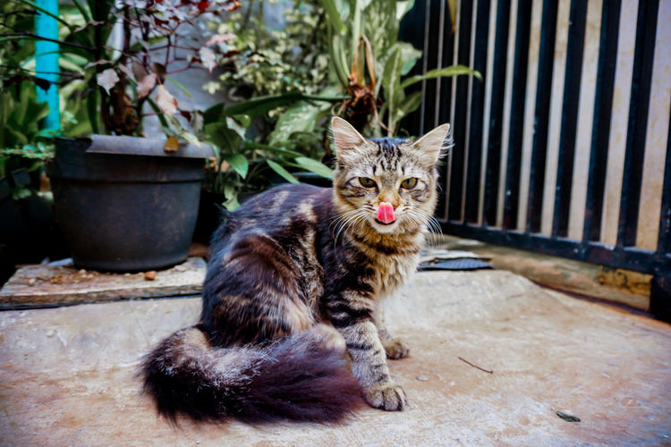 Tongue cat