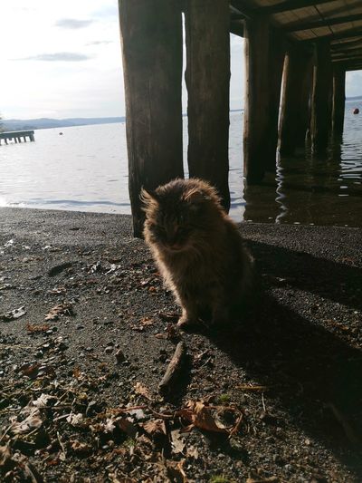 Cat sitting in a sea