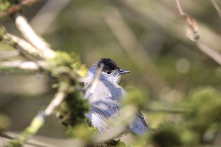 Close-up of a blackcap perching on a plant