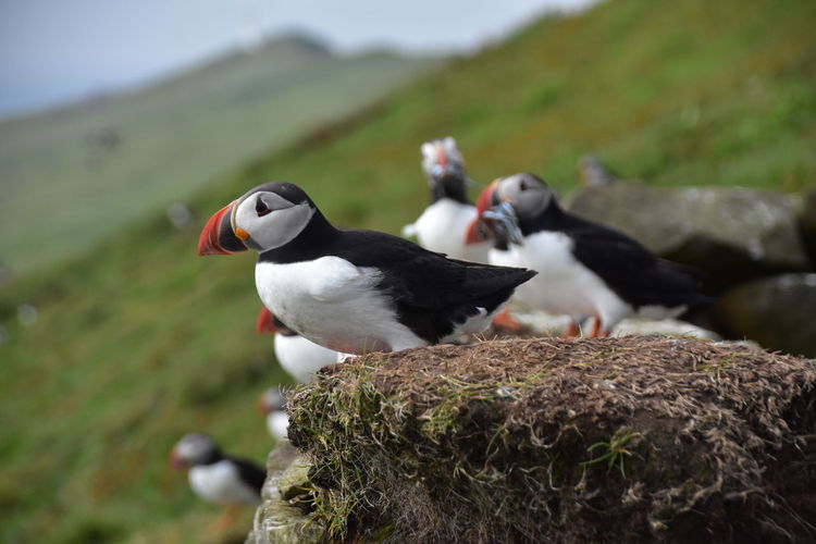 Large group of atlantic puffins