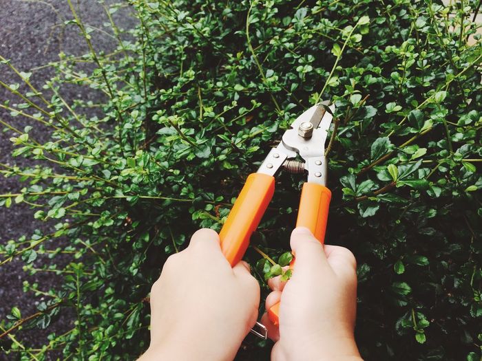 Cropped hands of woman cutting plants with pruning shears