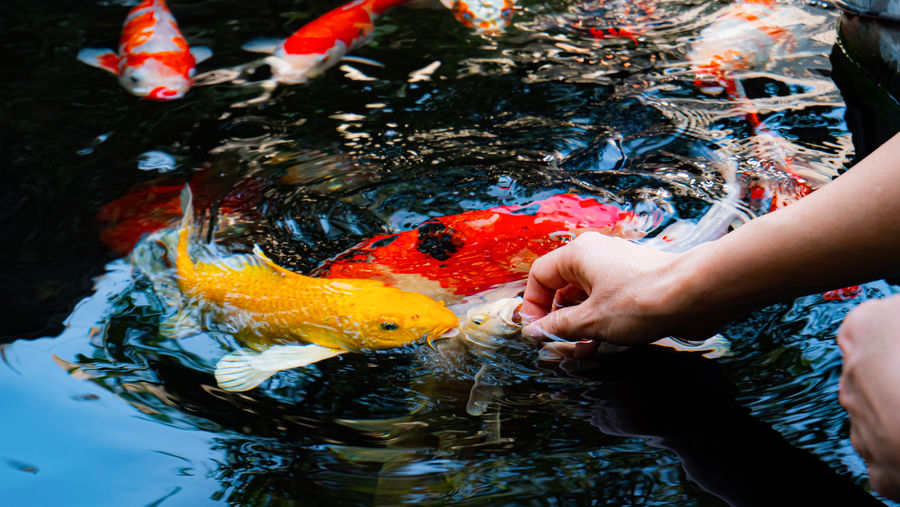 Feed the koi or crap with your bare hands. fish tamed to the farmer. an outdoor koi fancy fish pond 