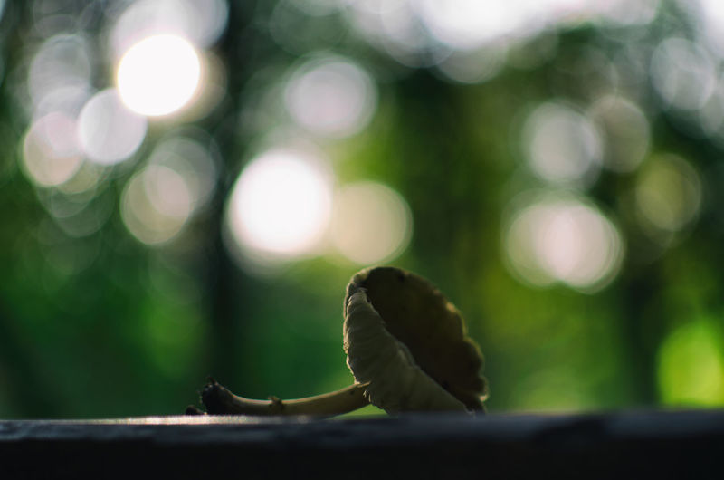 Close-up of grasshopper on leaf