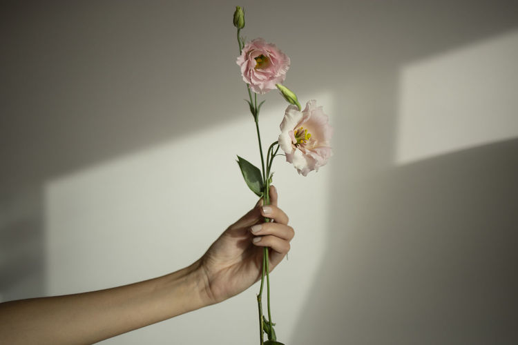 Close-up of hand holding flower against wall