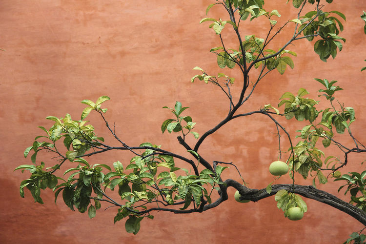 Close-up of fruit tree