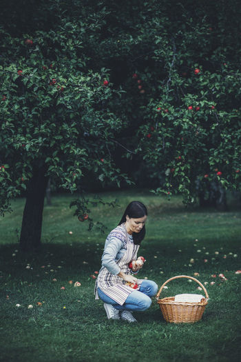 Woman picking fresh apples at orchard