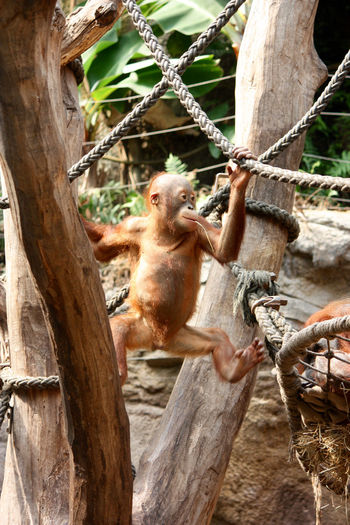 Monkey sitting on tree trunk in zoo