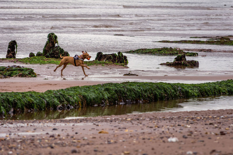Side view of dog on beach