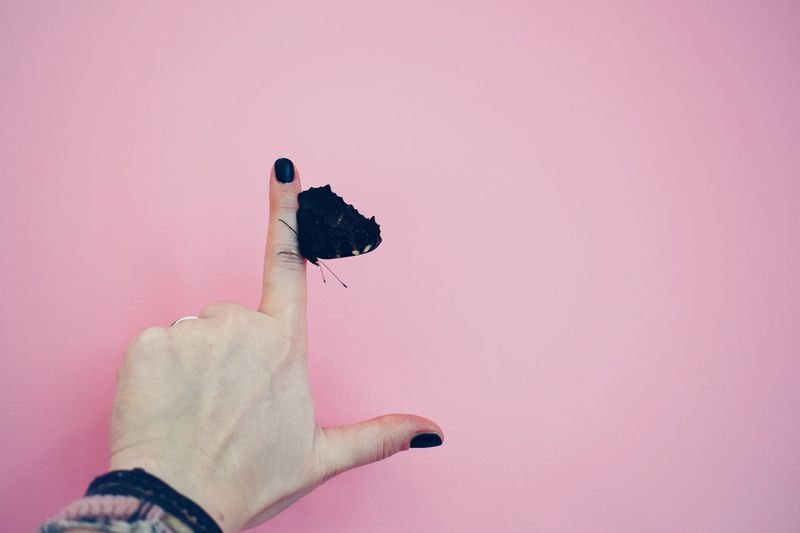 Cropped hand of woman with butterfly against pink background