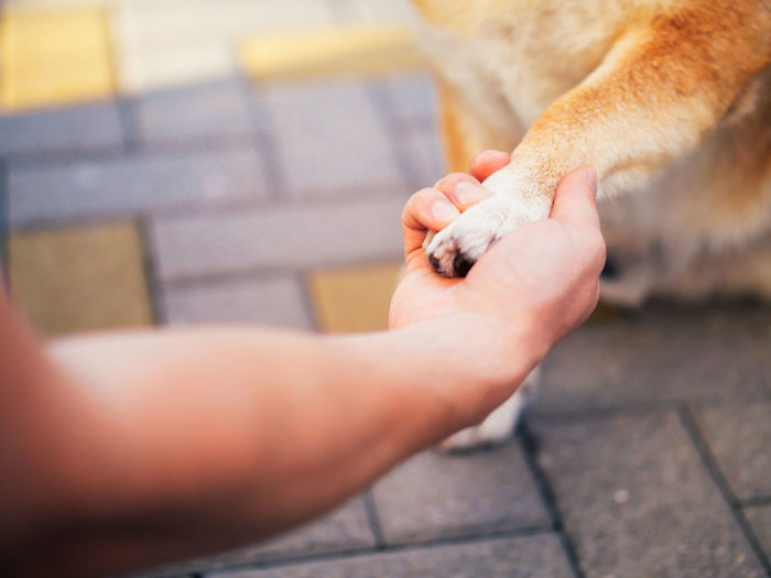 Cropped image of hand holding dog on footpath