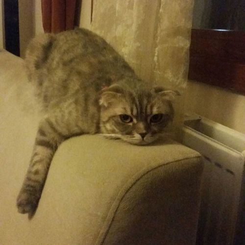 Cat resting on sofa