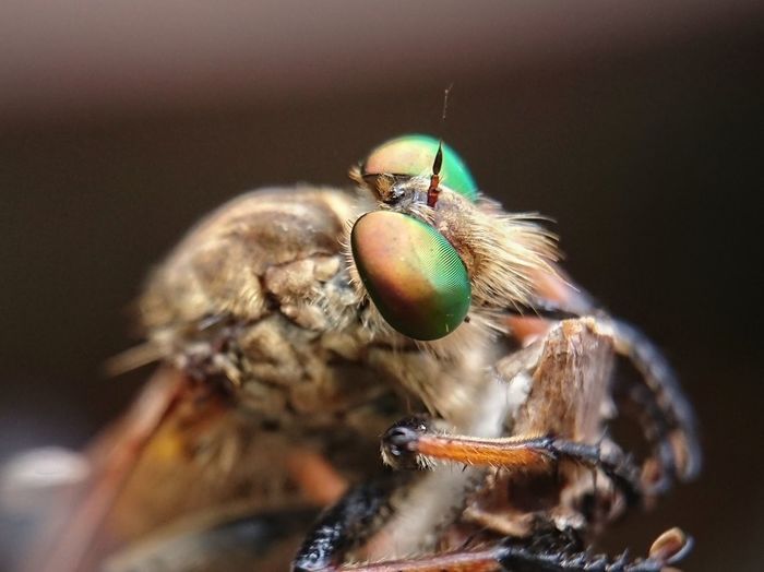 Robberfly, the face of a robber insect