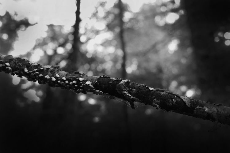 Close-up of wet tree branch during winter