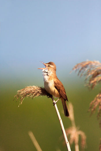 Great reed warbler singing in reeds