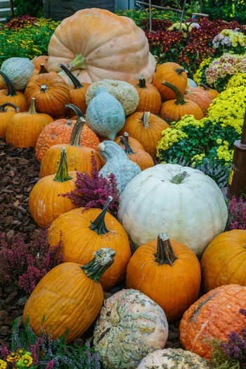 Close-up of pumpkins in market during autumn
