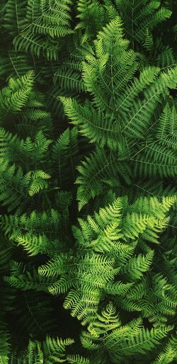 High angle view of fern leaves on tree in forest