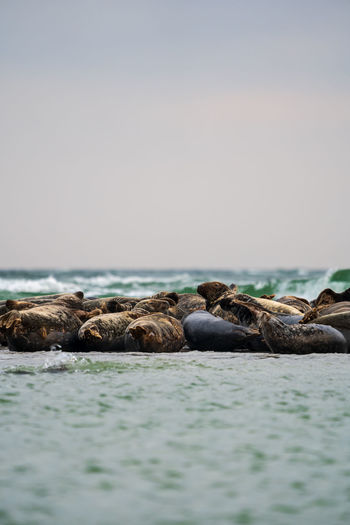 Harbour seals phoca vitulina resting on sandbank on the swedish west coast.