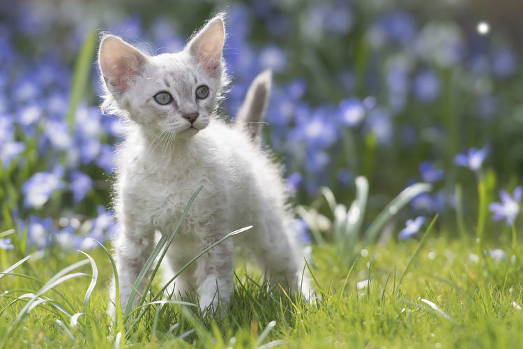 Portrait of cat sitting on grass