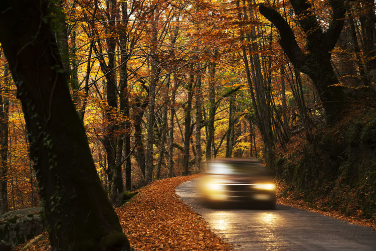 Blurred motion of car on road amidst trees in forest during autumn