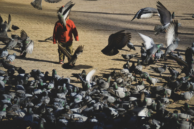 High angle view of child playing with pigeons