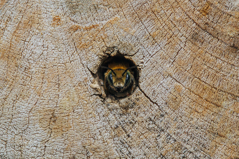 Close-up of cat on wall