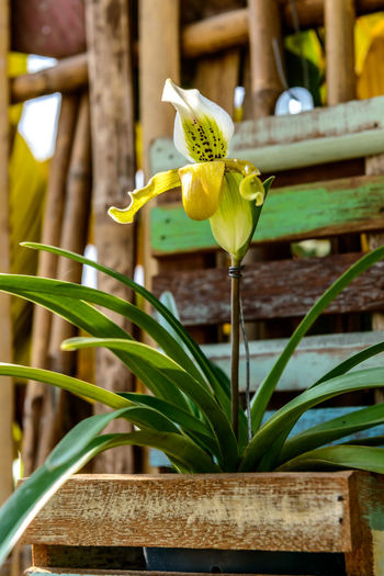 Close-up of yellow flowering plant
