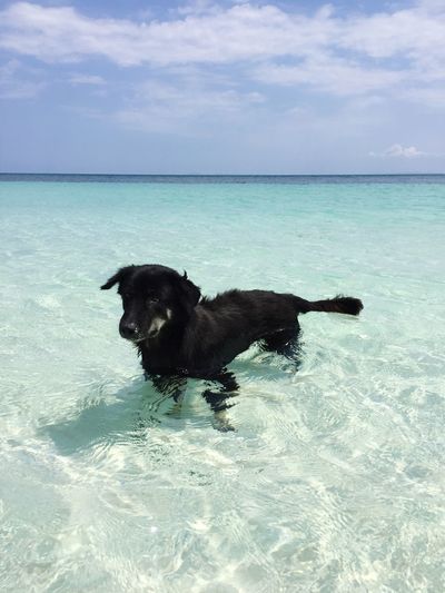 Dog in sea against sky