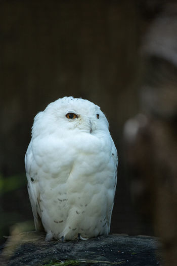 Snowy owl perched on a stump