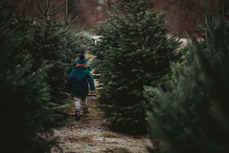 Back view of young child walking among pine trees on cold winter day