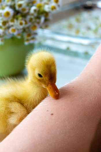 A small yellow duckling explores a man's hand