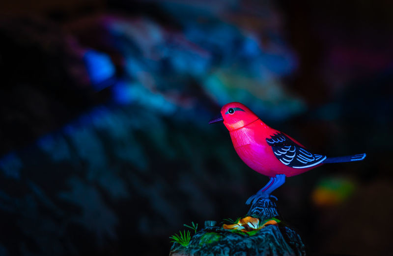 Close-up of a bird perched