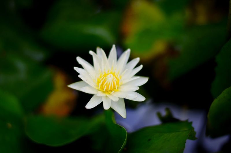 Close-up of white daisy flower