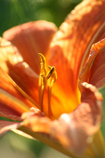Macro shot of orange flower blooming in park