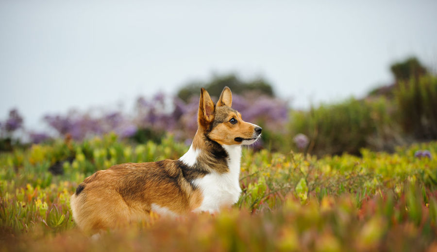 Side view of pembroke welsh corgi dog on field
