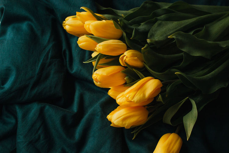 High angle view of yellow tulips on bed